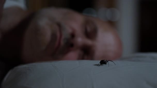 Vedova Nera Spider Striscia Attraverso Cuscino Mans Mentre Cerca Dormire — Video Stock