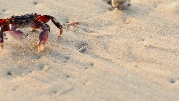 Krab Langzaam Lopen Het Zand Newport Beach — Stockvideo