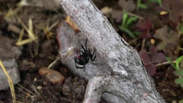 Spinnennetze Der Schwarzen Witwe Die Der Beute Befestigt Sind Sie — Stockvideo