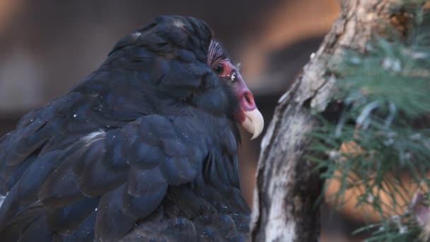 Close View Turkey Vulture Sits Captivity — Stock Video