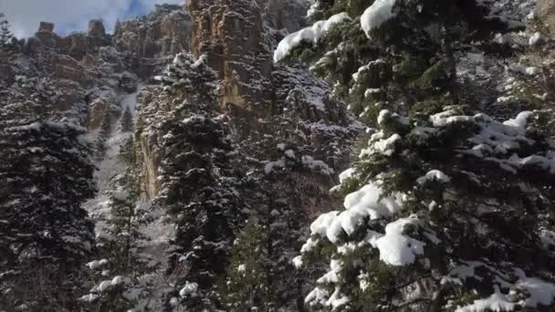 Volando Arriba Viendo Pinos Cubiertos Nieve Cañón Rocoso — Vídeos de Stock