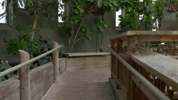 Vue Passerelle Intérieur Habitat Jungle Volière — Video