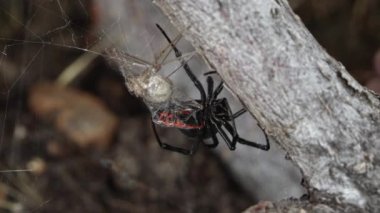 Kara dul örümcek onun av Web sıkışmış toplama onları bir araya beslemek için farklı bir yere taşımak için onları sarma.