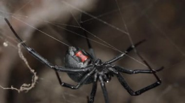 Siyah dul Örümcek Web üzerinde yürüyüş makro görünümü.
