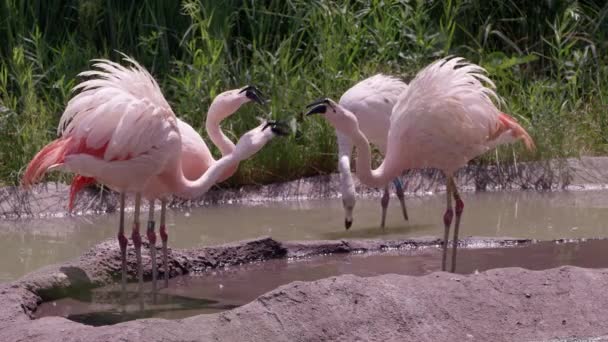 Фламинго Стоящие Пруду Кусающие Друг Друга Время Общения — стоковое видео