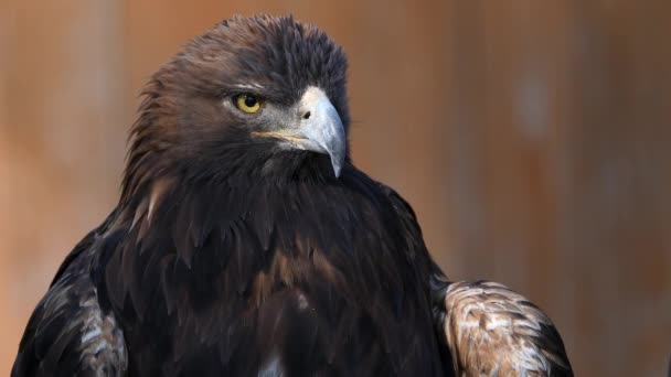 Vista Del Águila Dorada Encaramada Mientras Mira Alrededor — Vídeo de stock