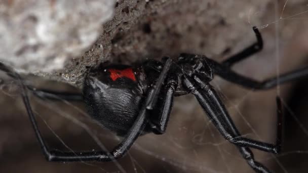 黑色寡妇蜘蛛在岩石下 红色沙漏显示 — 图库视频影像