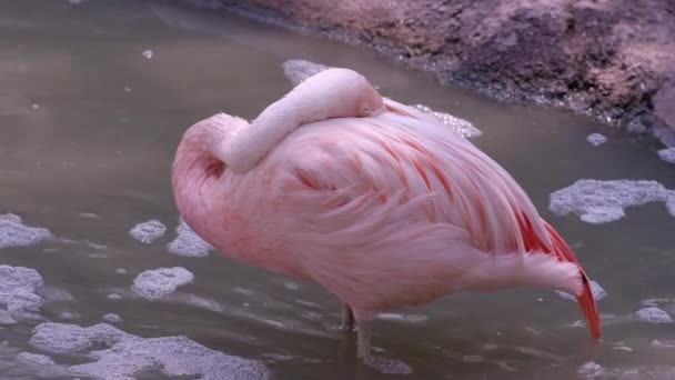 燃烧与头夹在翅膀 因为它睡在池塘 — 图库视频影像