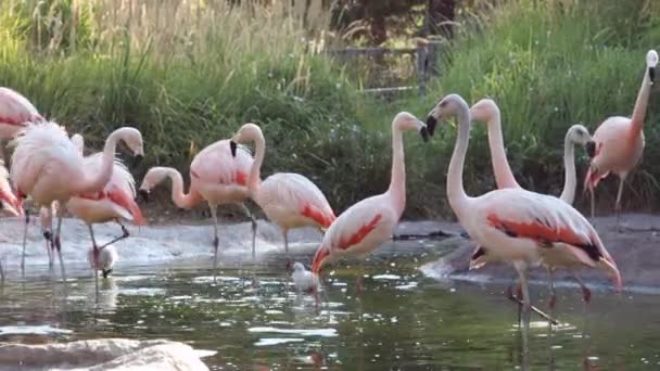Flamants roses errant dans la piscine d'eau comme ils sont en petit troupeau sur un étang .