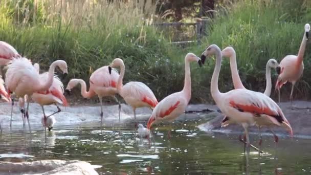 Flamants Roses Errant Dans Piscine Eau Comme Ils Sont Petit — Video