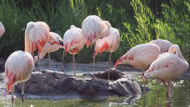 Flamants Roses Dans Petit Étang Toilettant Debout Dans Eau — Video