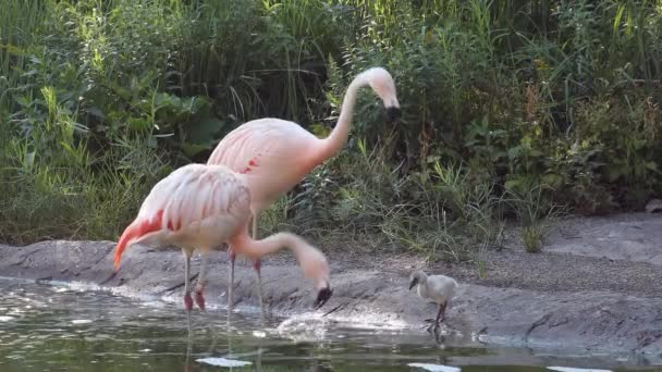 Flamingos Längs Sidan Kanten Damm Med Chick Som Tittar Sina — Stockvideo