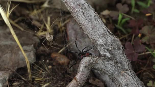 Μαύρη Χήρα Αράχνη Κινείται Προς Άλλη Αράχνη Κολλημένη Στο Διαδίκτυο — Αρχείο Βίντεο