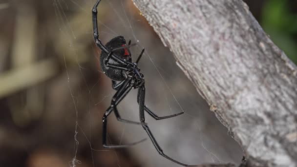 Μαύρη Χήρα Αράχνη Κάθεται Στο Διαδίκτυο Δείχνοντας Κόκκινη Κλεψύδρα Κάτω — Αρχείο Βίντεο