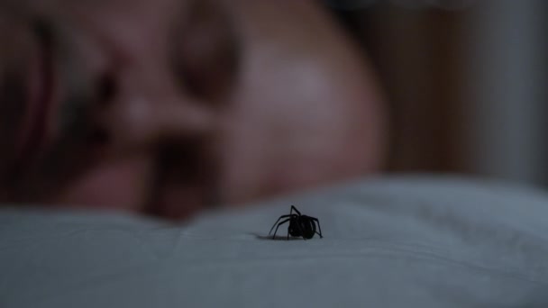 Man Wakes See Black Widow Spider Sitting His Pillow Slowly — Stock Video