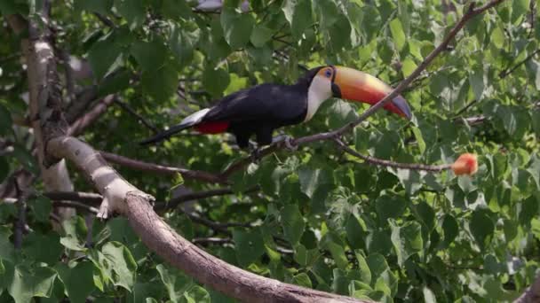 Toucan Climbing Branches Reaching Food Takes Branches Hoping Away — Stock Video