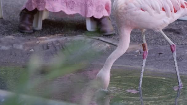 Фламинго Ест Пищу Которую Молодая Девушка Женщина Кормят Птичнике — стоковое видео