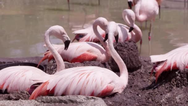 Flamingolar Yuvalarında Oturup Serin Lemek Için Püskürtüyor — Stok video
