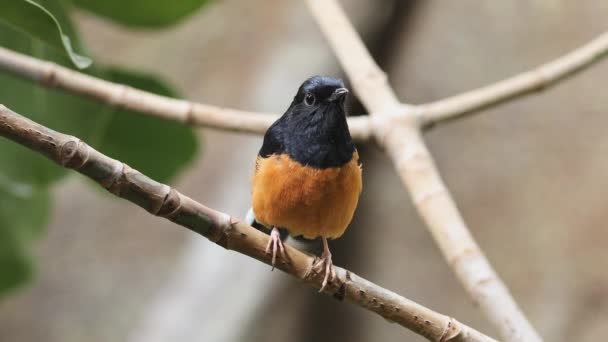 White Rumped Shama Tree Branch Looking Jumps Ground — 비디오
