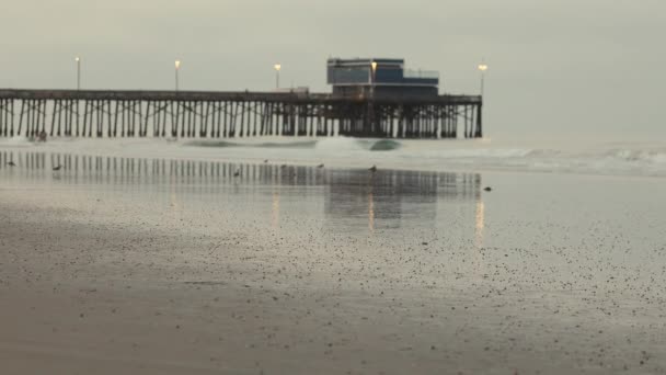 View Beach Waves Slowly Rolling Sand Viewing Newport Beach Pier — Stock Video