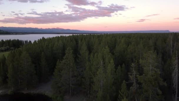 Vliegen Pine Tree Forest Bij Zonsondergang Kleuren Lucht Glijden Boom — Stockvideo