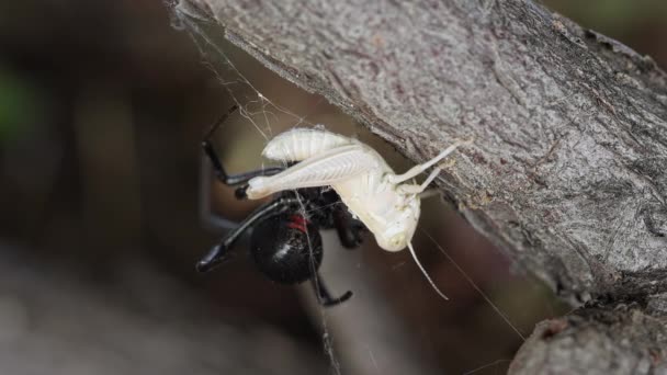 Schwarze Witwenspinne Mit Heuschrecke Netz Teil — Stockvideo