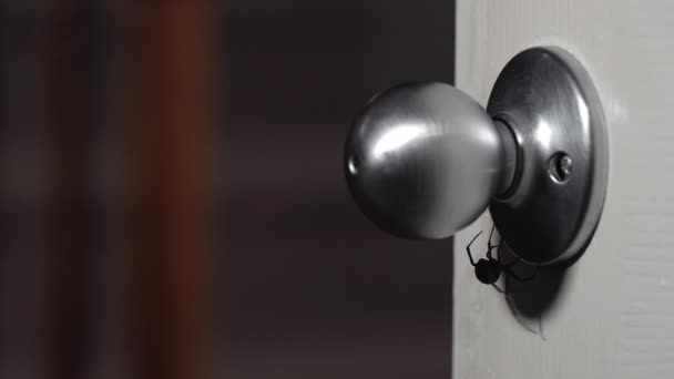 View Black Widow Spider Crawling Doorknob Hangs Web — Stock Video