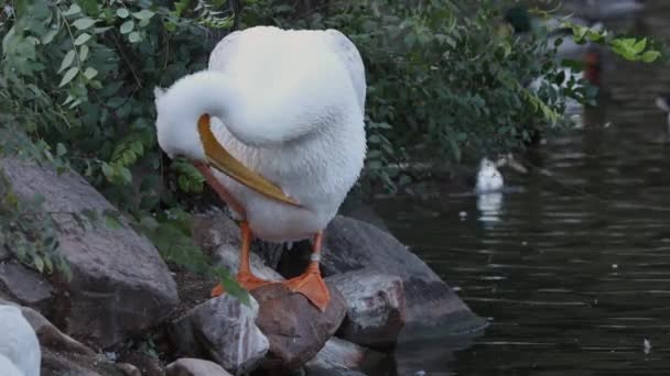 Pelican Staande Rock Als Het Grooms Zelf Met Behulp Van — Stockvideo
