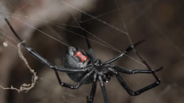 Tilikan Makro Dari Black Widow Spider Berjalan Web — Stok Video