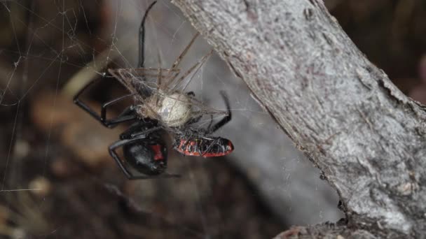 Black Widow Spider Raccoglie Sue Prede Bloccate Nella Tela Avvolgendole — Video Stock