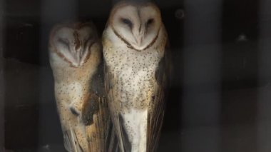 İki Barn baykuşları, bir avcıkta esir olmak üzere birbirlerinin yanında oturuyor..