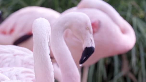 Закрыть Вид Фламинго Стоящего Другими Просматривая Правый Глаз — стоковое видео