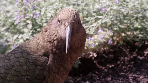 Close View Kea Ground Walks Away — Stock Video