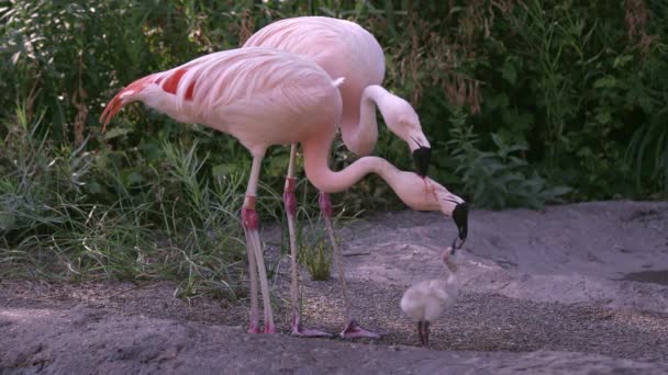 Two Adult Flamingos Trying Feed Same Chick Red Crop Milk — Stock Video