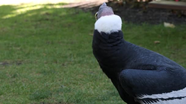 鳥類を見回す草の中に立つアンデアン コンドル — ストック動画