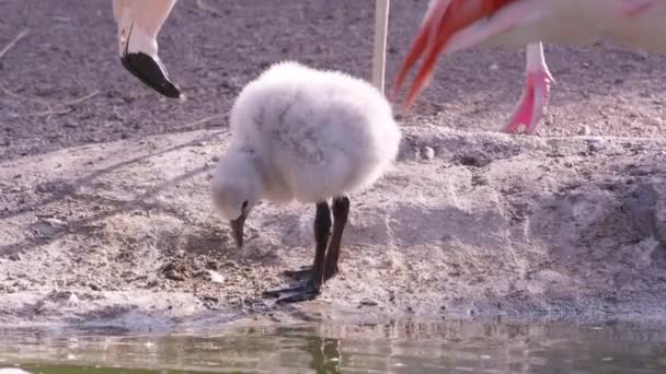 Фламінго Пташеня Басейні Води Мілині — стокове відео