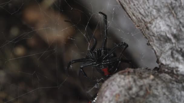 Siyah Dul Örümcek Web Ile Yeni Bir Yerde Bölüm Koyarak — Stok video