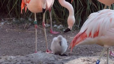 Diğerleri habitat içinde yürümek gibi ebeveynlerin koruması altında Flamingo civciv.