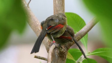 Kızıl yüzlü liocichla çift ağaç damat oturan ve kendilerini ve birbirlerine preening.