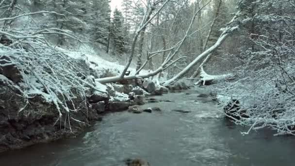 Flying Laag Rivier Winter Landschap Met Sneeuw Bedekt Branchs — Stockvideo