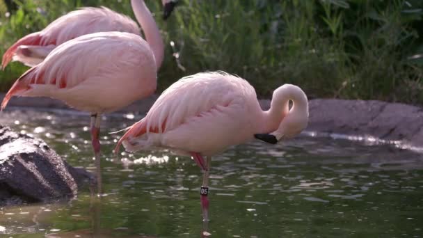 Vue statique de flamants roses debout dans l'eau comme un toilettage lui-même .