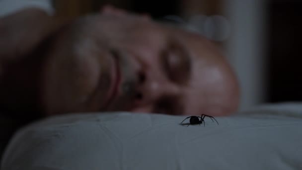彼は彼の睡眠で移動すると男が寝ている横に枕の上に座ってクロゴケグモ — ストック動画