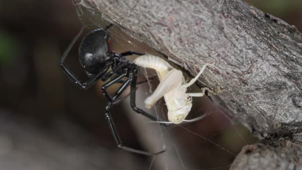 黑寡妇蜘蛛与蝗虫卡在它的网 第2部分 — 图库视频影像