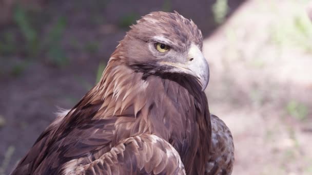 Vista Cerca Águila Dorada Mientras Mira Distancia — Vídeos de Stock