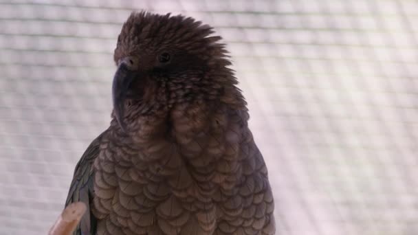 Zamknij Widok Kea Rozglądając Się Jak Siedzi Siedlisku Ptasią — Wideo stockowe