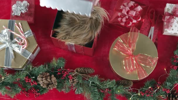 盖脱下礼物盒与小狗内在桌面与节日礼物 — 图库视频影像