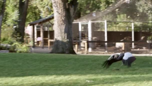 Deux Grues Couronnées Grises Volent Bout Autre Herbe Tandis Entraîneur — Video