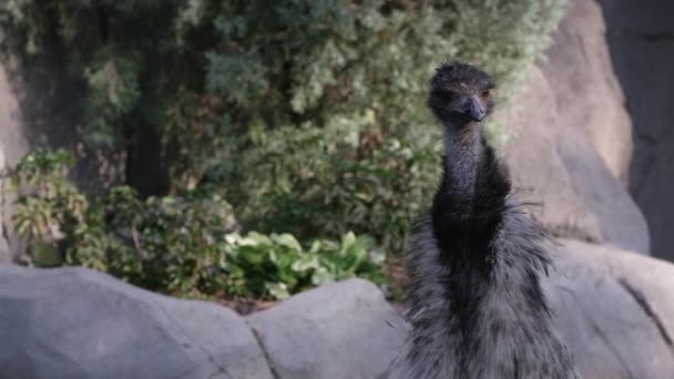 Vue Près Emu Marchant Regardant Autour Une Volière — Video