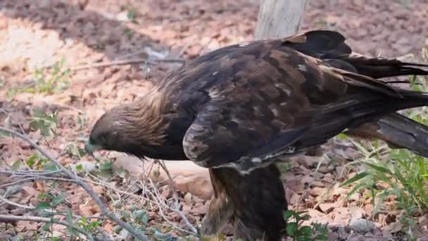 Águila Dorada Pie Rama Tratando Romper Las Ramas Más Pequeñas — Vídeos de Stock