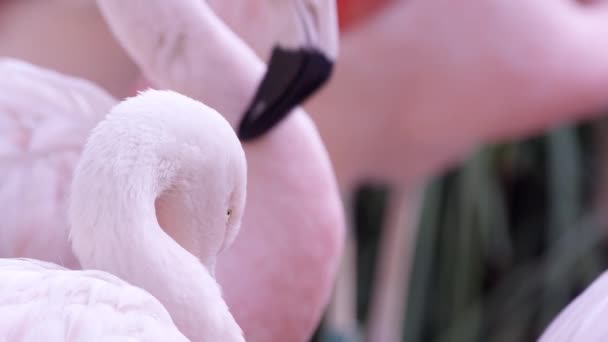 Flamingo Nun Sağ Gözünü Gören Diğer Kişilerle Ayakta Duruşunun Yakın — Stok video